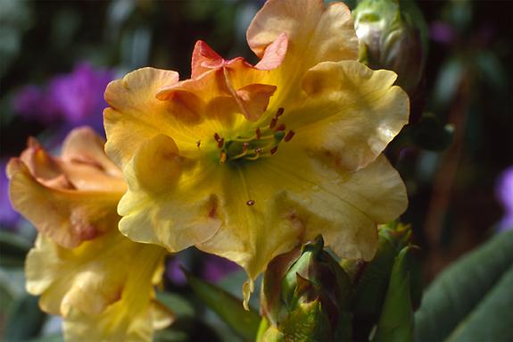Copyright 2002 Downs' Rhododendrons