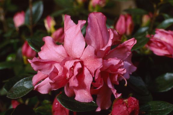 Copyright 2002 Downs' Rhododendrons