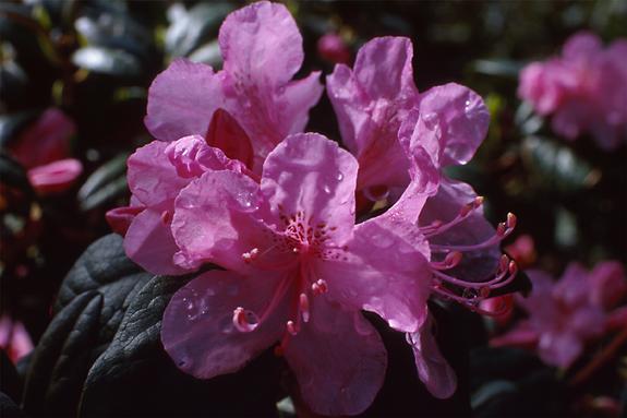 Copyright 2002 Downs' Rhododendrons
