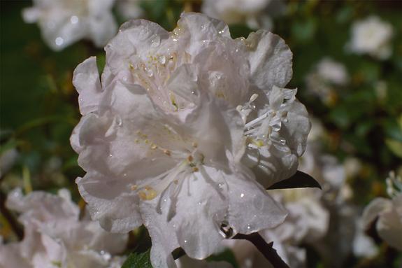 Copyright 2002 Downs' Rhododendrons