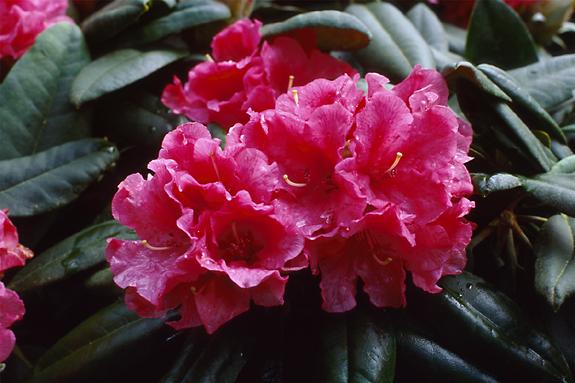 Copyright 2002 Downs' Rhododendrons