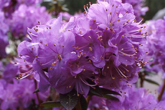 Copyright 2002 Downs' Rhododendrons