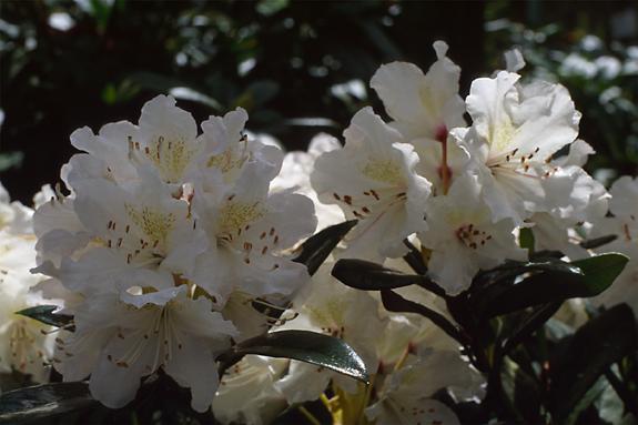 Copyright 2002 Downs' Rhododendrons