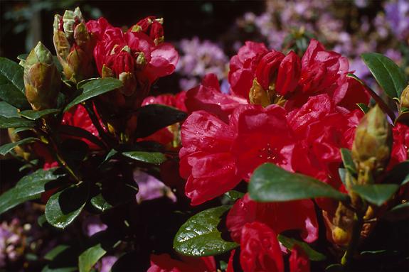 Copyright 2002 Downs' Rhododendrons