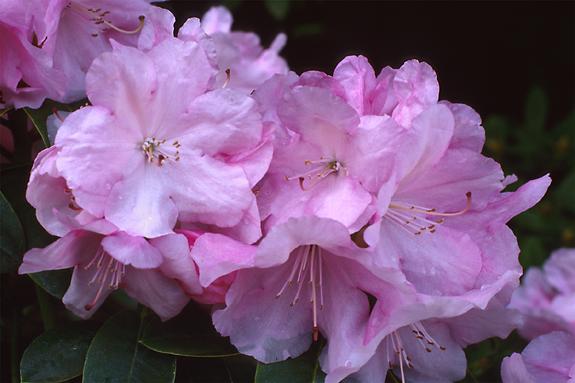 Copyright 2002 Downs' Rhododendrons
