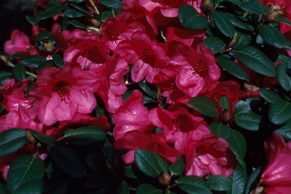Copyright 2002 Downs' Rhododendrons
