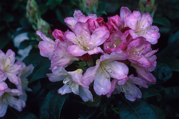 Copyright 2002 Downs' Rhododendrons