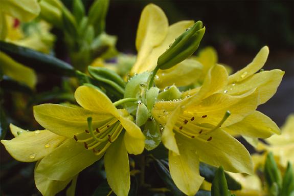 Copyright 2002 Downs' Rhododendrons