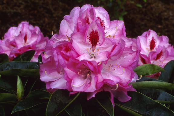Copyright 2002 Downs' Rhododendrons