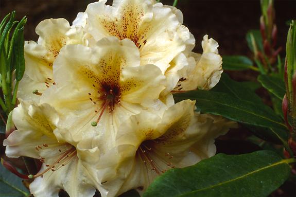 Copyright 2002 Downs' Rhododendrons