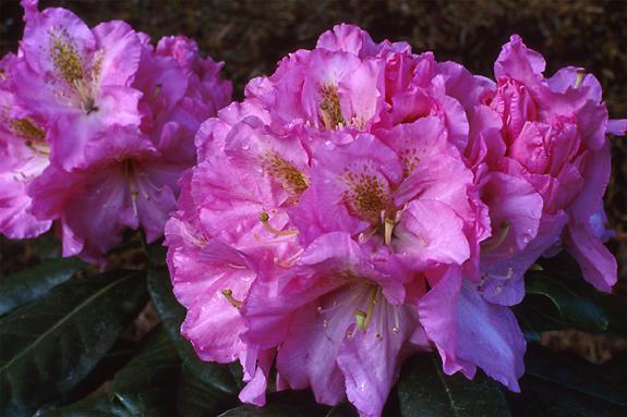 Copyright 2002 Downs' Rhododendrons