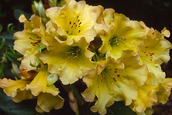 Copyright 2002 Downs' Rhododendrons