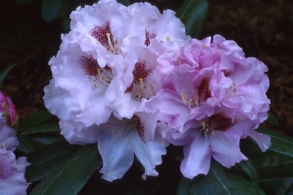 Copyright 2002 Downs' Rhododendrons