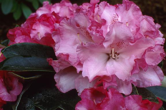 Copyright 2002 Downs' Rhododendrons