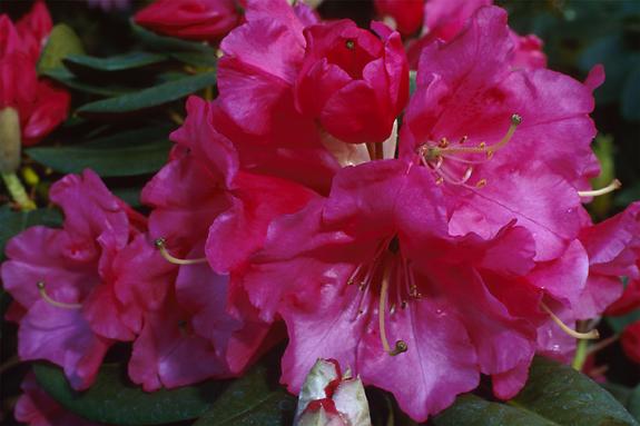 Copyright 2002 Downs' Rhododendrons