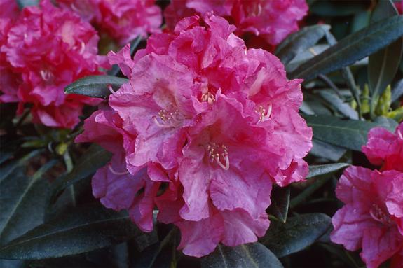 Copyright 2002 Downs' Rhododendrons