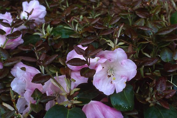 Copyright 2002 Downs' Rhododendrons