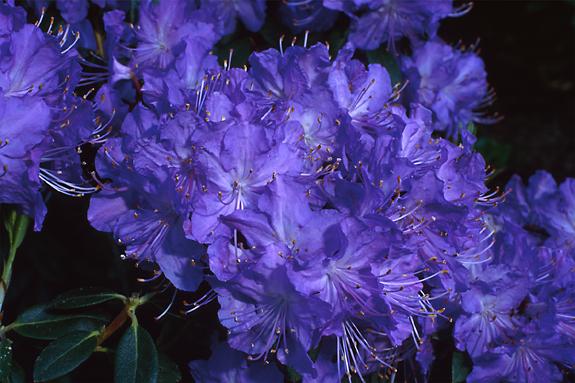 Copyright 2002 Downs' Rhododendrons