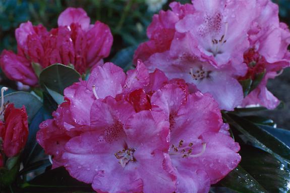 Copyright 2002 Downs' Rhododendrons