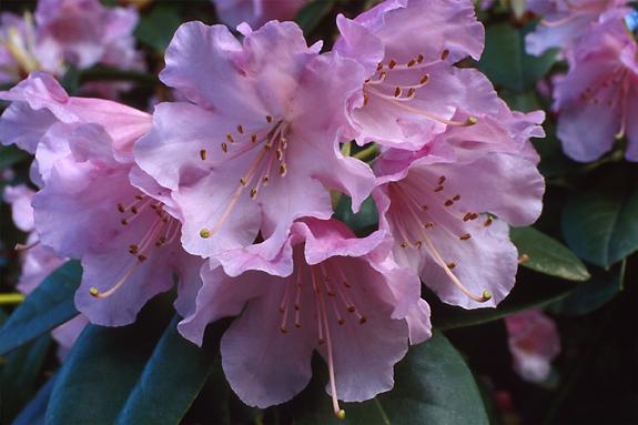 Copyright 2002 Downs' Rhododendrons