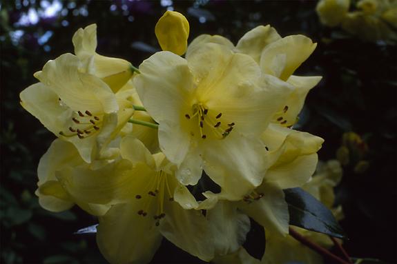 Copyright 2002 Downs' Rhododendrons