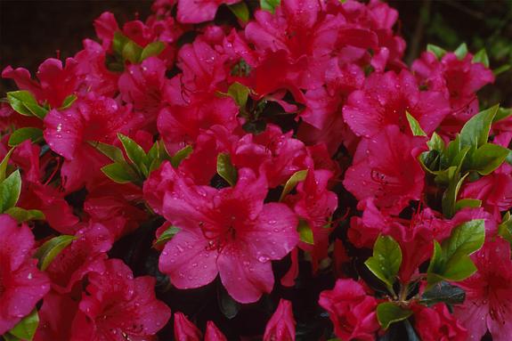 Copyright 2002 Downs' Rhododendrons