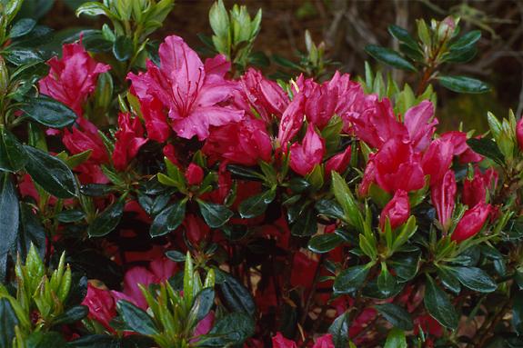 Copyright 2002 Downs' Rhododendrons