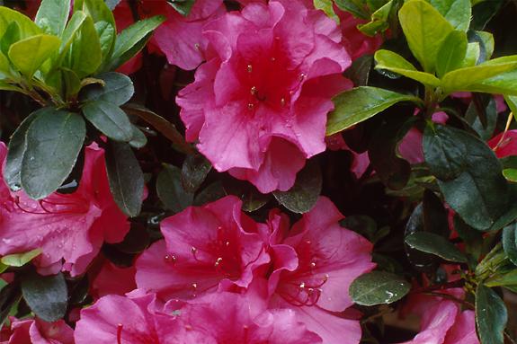 Copyright 2002 Downs' Rhododendrons