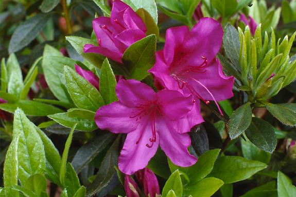 Copyright 2002 Downs' Rhododendrons