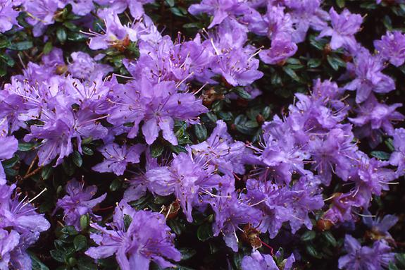 Copyright 2002 Downs' Rhododendrons