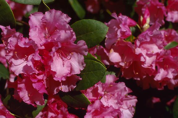 Copyright 2002 Downs' Rhododendrons