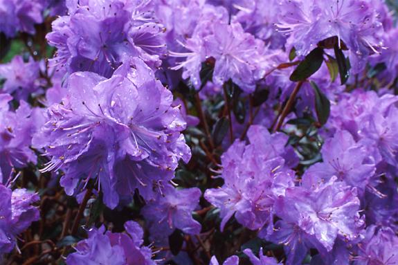 Copyright 2002 Downs' Rhododendrons