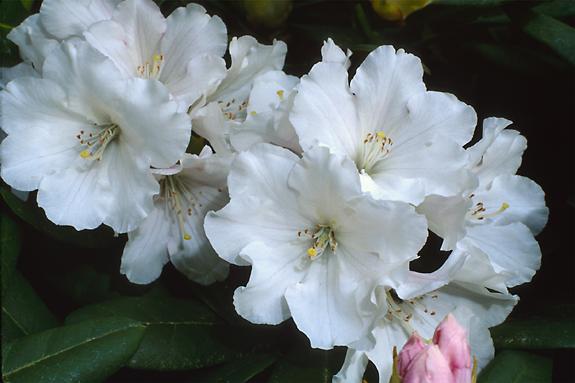 Copyright 2002 Downs' Rhododendrons