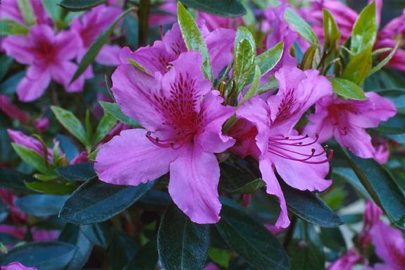 Copyright 2002 Downs' Rhododendrons