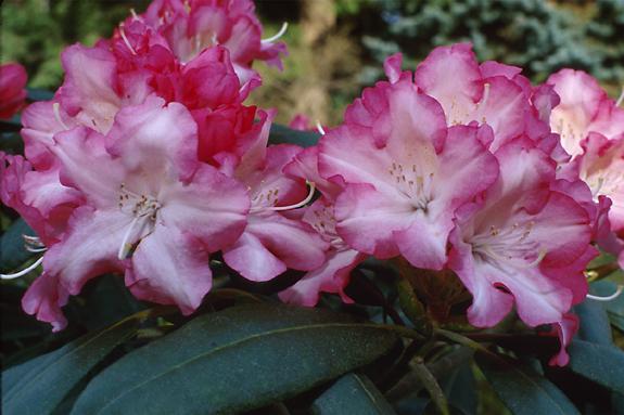 Copyright 2002 Downs' Rhododendrons