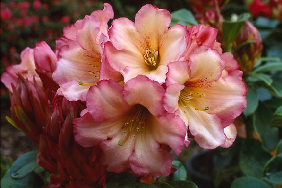 Copyright 2002 Downs' Rhododendrons