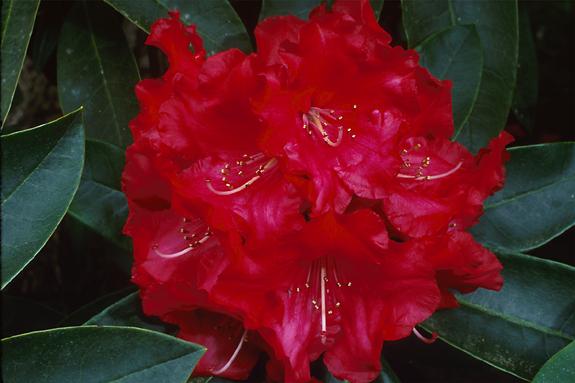 Copyright 2002 Downs' Rhododendrons