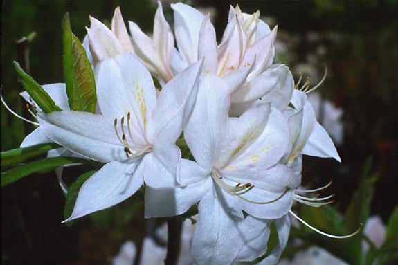 Copyright 2002 Downs' Rhododendrons