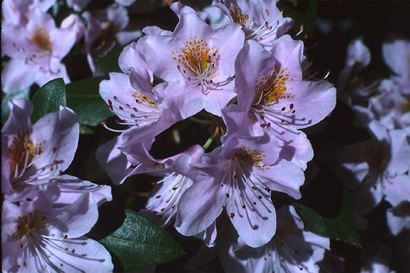 Copyright 2002 Downs' Rhododendrons