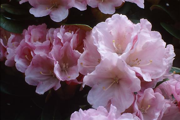 Copyright 2002 Downs' Rhododendrons