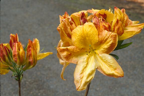 Copyright 2002 Downs' Rhododendrons