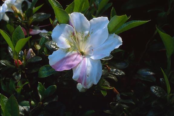 Copyright 2002 Downs' Rhododendrons