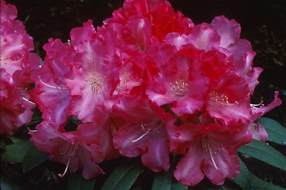 Copyright 2002 Downs' Rhododendrons