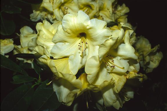 Copyright 2002 Downs' Rhododendrons
