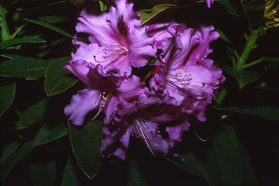 Copyright 2002 Downs' Rhododendrons