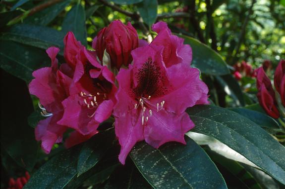 Copyright 2002 Downs' Rhododendrons