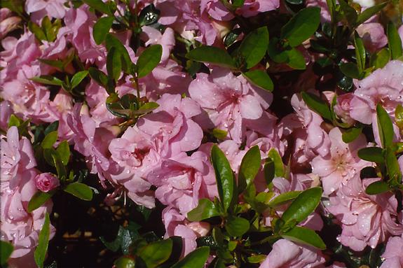 Copyright 2002 Downs' Rhododendrons