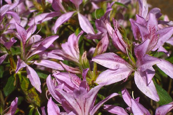 Copyright 2002 Downs' Rhododendrons