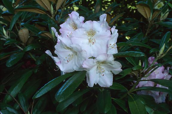 Copyright 2002 Downs' Rhododendrons