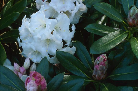 Copyright 2002 Downs' Rhododendrons